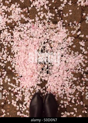 Abgefallene rosa Blütenblätter aus einem Kirschbaum und schwarzen gestiefelten Füßen über eine Belastung für Pflastersteine. Stockfoto