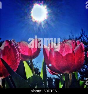 Sonnenschein und Tulpen Stockfoto