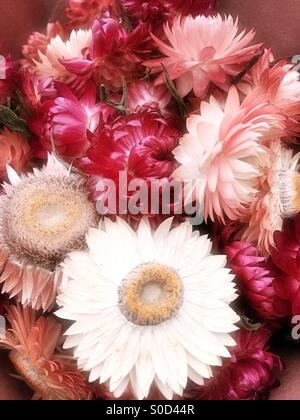 Getrocknete Blumen Stockfoto