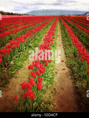 Reihen von dunklen roten Tulpen in einem Feld in Skagit Valley, Washington.  Mit dramatischen Effekte hinzugefügt. Stockfoto