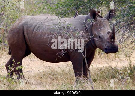 White Rhino gesehen im Krüger Nationalpark, Südafrika. Stockfoto