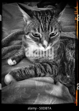 Schwarz / weiß Foto der Katze auf dem Bett liegend. Stockfoto