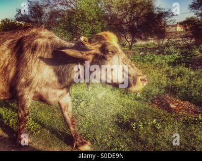 Büffel in der Farm Kharian Dorf Pakistan Stockfoto