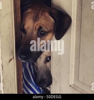 Hunde die Tür herausschauen Stockfoto