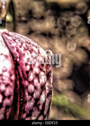Wassertropfen auf Schlangen Kopf fritillary Stockfoto