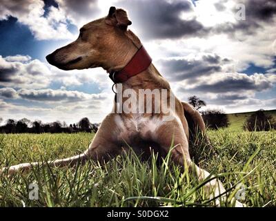 Lurcher liegend Stockfoto