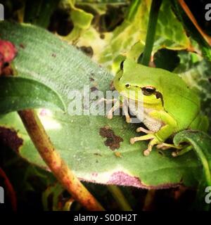 Ein Perchs iberischen grüner Frosch auf einer Wiese in Prado del Rey, Sierra de Cadiz, Andalusien, Spanien Stockfoto
