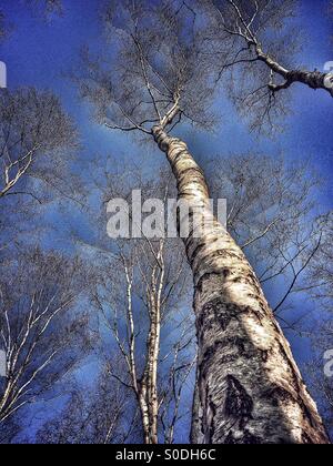 Zum blauen Himmel durch Silber Birken nachschlagen Stockfoto