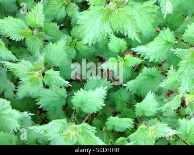 Urtica dioica oder die Brennnessel auch bekannt als die Brennnessel Stockfoto