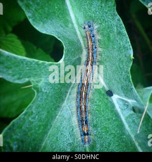 Eine bunte Raupe Perchs auf einem grünen Blatt in Prado del Rey, Sierra de Cadiz, Andalusien, Spanien Stockfoto