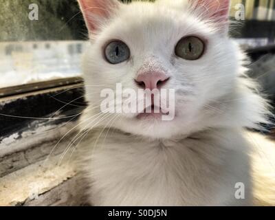 Angora ungerade Augen weiße Katze Stockfoto