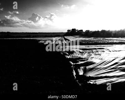 Landwirtschaftlichen Vlies für eine Kartoffel-Ernte, Bawdsey, Suffolk, UK. Stockfoto