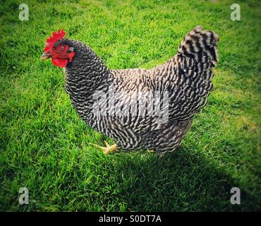 schwarze und weiße Huhn zu Fuß auf einem grünen Rasen Stockfoto