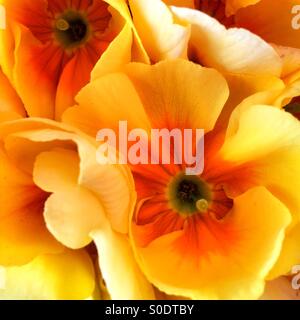 Hell blühenden Blumen (Hydrangea Hortensis) Stockfoto