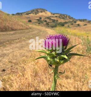 Eine Distel Blume in voller Blüte in den Bergen von Nord-Kalifornien in der Nähe von Livermore. Die getrockneten golden braune Rasen zeigt die Auswirkungen der Dürre in Kalifornien und Raj von wildfire Stockfoto
