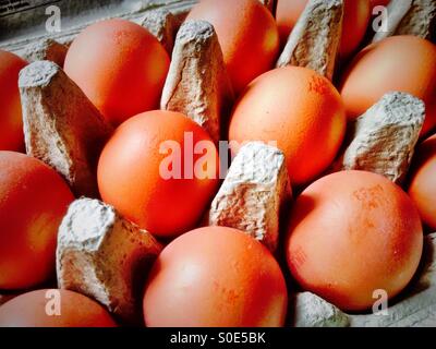 Eiern in einen Eierkarton. Stockfoto