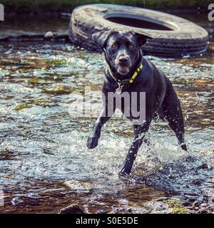 Schwarze Labrador im Stream laufen Stockfoto