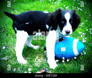 6 - Monate alte English Springer Spaniel Welpe traut uns zum Fußball mitnehmen Stockfoto