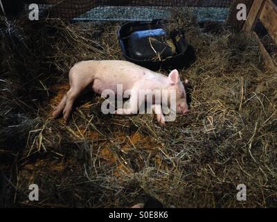 Ein Mutterschwein, schlafen im Heu auf in einer Scheune Stockfoto