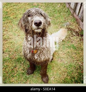 Ein Labradoodle Hund bedeckt in Schlamm. Stockfoto