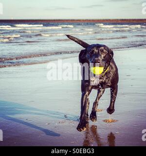 Schwarze Labrador Hund läuft in Richtung Kamera mit Tennisball am Strand Stockfoto