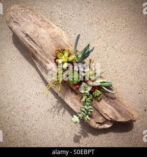 Wasser kluge sukkulente Pflanzen gepflanzt in einem Treibholz-Protokoll. Stockfoto