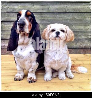 Basset Hound und Shih Tzu saßen draußen in die Kamera schauen Stockfoto