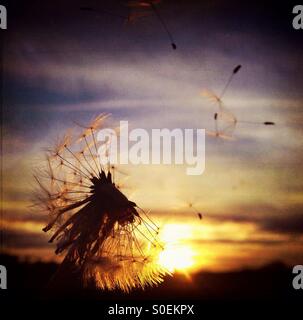 Samen von Löwenzahn Samen Kopf gegen die untergehende Sonne fliegen Stockfoto
