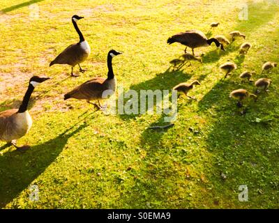 Canada Gese Großfamilie. Vielleicht Freunde, Nachbarn. Erwachsene. Gänseblümchen. Zwei Generationen. Im Freien. Öffentlicher Raum. Stockfoto