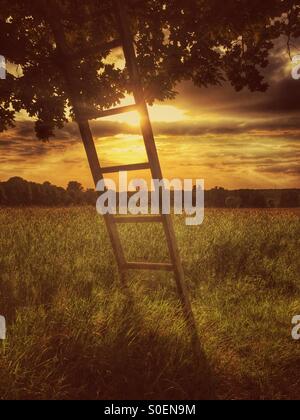 Leiter gegen einen Baum Stockfoto