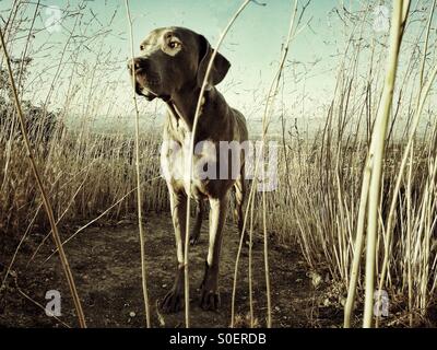 Porträt der Weimaraner in hohe Gräser bei Sonnenuntergang Stockfoto