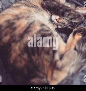 Graue & Ingwer Tabby Katze zusammengerollt mit Pfote über die Augen Stockfoto