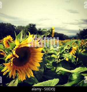 Sonnenblumen in Afton, New York Stockfoto