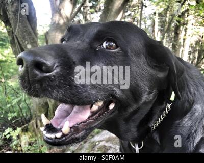 Schwarzer Hund Stockfoto