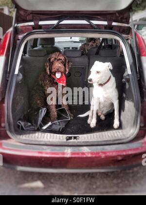 Hunde im Kofferraum, Medstead, Alton, Hampshire, England, Vereinigtes Königreich. Stockfoto