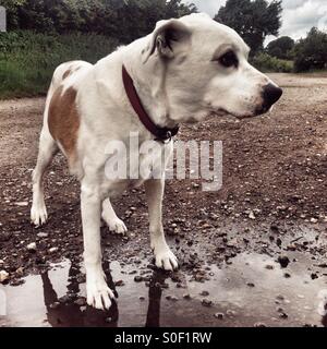 Staffordshire Bull Terrier Mischling Hund Stockfoto