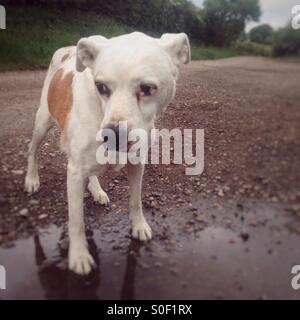 Alte männliche Mischling Hund Stockfoto
