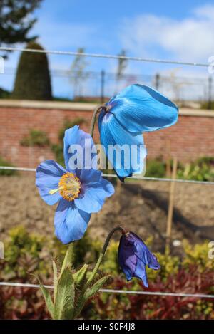 Blauer Mohn im Queen Elizabeth ummauerten Garten Dumfries House Stockfoto