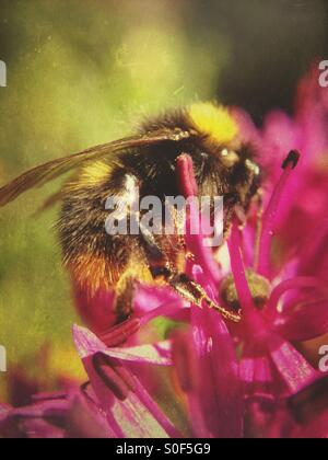 Biene bestäubende Allium Blume Stockfoto