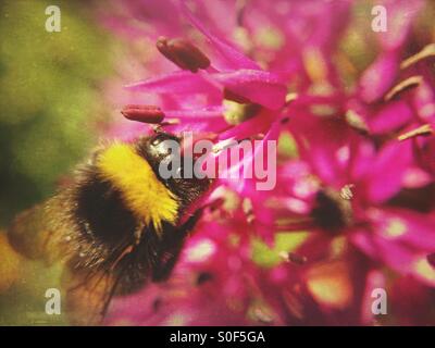 Biene bestäubende Allium Blume Stockfoto
