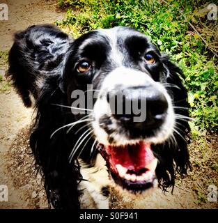 Schwarze und weiße English Cocker Spaniel Welpen Stockfoto, Bild