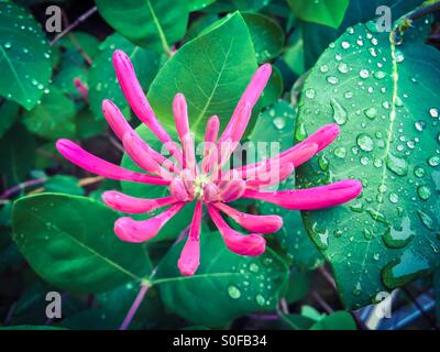 Pink Honeysuckle, Lonicera hispidula, frisch wie eine Gänseblümchen, nach dem Regen., Ontario, Kanada. Konzeptionell für Frische, Erneuerung, Regeneration, Natur, unberührte, Draußen, erfrischend, einsam, Perfektion Stockfoto