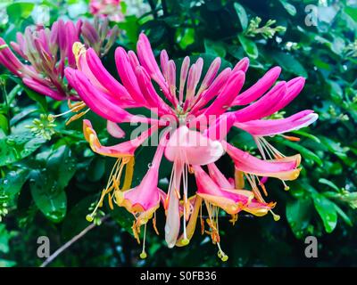 Orangefarbene Honigwange. Lonicera hispidula. Stockfoto