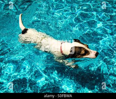 Hund an einem sonnigen Tag im Freibad schwimmen. Stockfoto