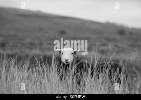 Ein Herdwick Schaf zu Hause im Lake District. England Stockfoto