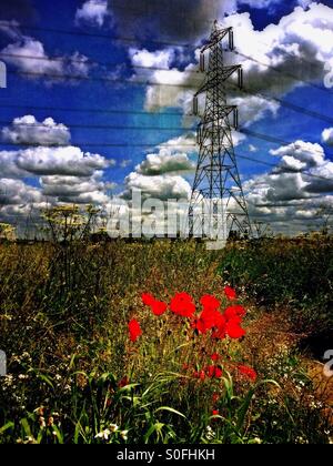 Mohnblumen in einem Feld mit Strommast im Hintergrund. Eaton Socon, Cambridgeshire, England. Stockfoto