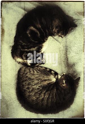 Zwei Katzen schlafen auf dem Bett. Stockfoto