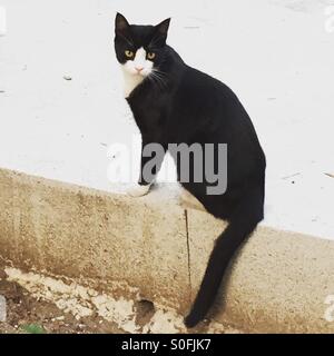 Schwarze und weiße streunende Katze Stockfoto