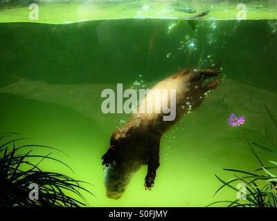 Asiatische kleine krallte Otter (Aonyx Cinerea) Stockfoto