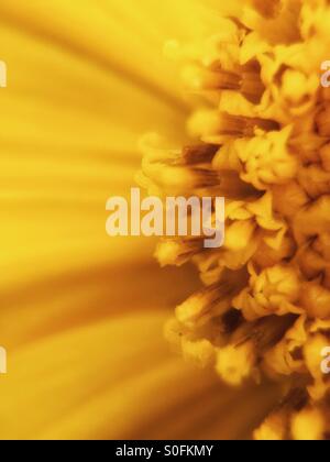 Makroaufnahme einer gelben Blume. Stockfoto